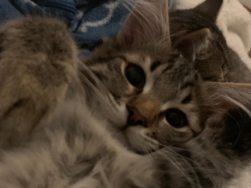 Image of British Longhair