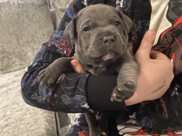 blue Staffordshire bull terrier puppies