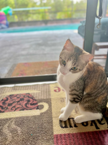 Adorable Calico Mixed Kitten! EVERYTHING INCLUDED!