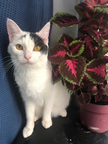 European Shorthair – chat donne