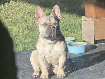 French Bulldog – remohoming our little frenchie – Fort Worth