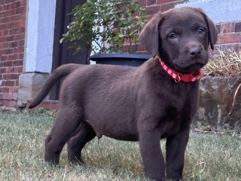 Labrador Retriever – Labrador puppies – Uttoxeter