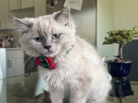 Ragdoll - cloud needs a new home! available for adoption in Torrance