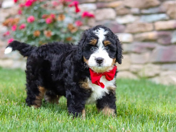 Bernese Mountain Dog – BUZZ – MINI BERNEDOODLE PUPPY – Philadelphia