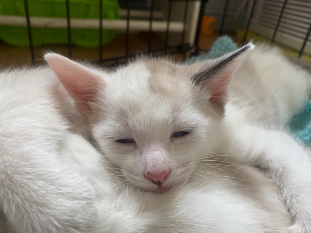 kittens