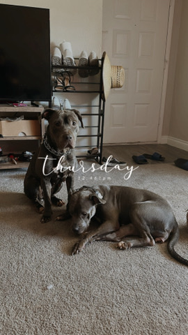 American Pit Bull Terrier – 2 Pitbull sisters