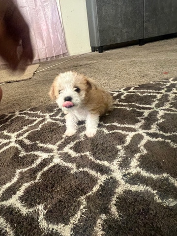 Maltese – Maltese puppie