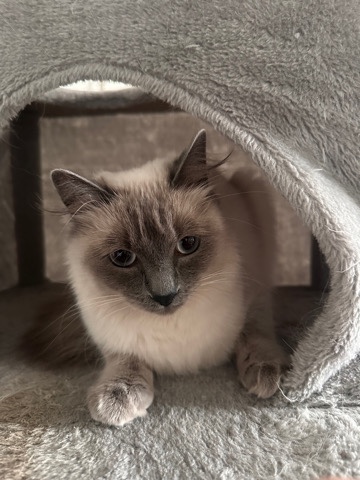 Ragdoll – Ragdoll