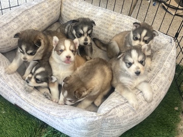 Siberian Husky – husky puppies – Las Vegas