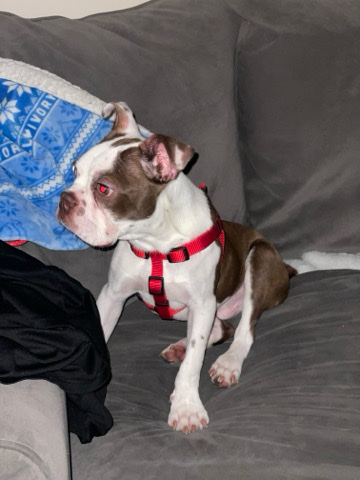 Full breed 5 month old 