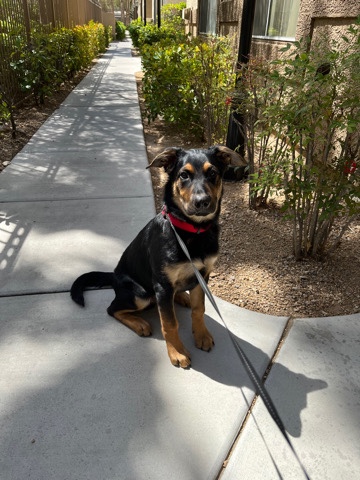 German Shepherd – puppy for sell