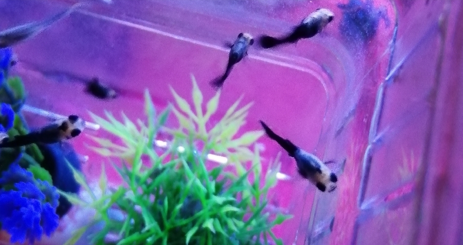 15 Molly Fry