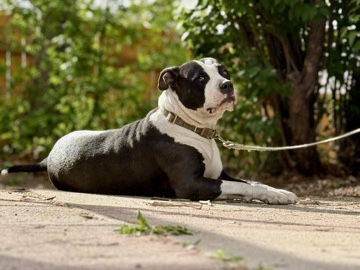 American Pit Bull Terrier – Impala  – Loyal Dog, Must Be Only Pet – Colorado Springs