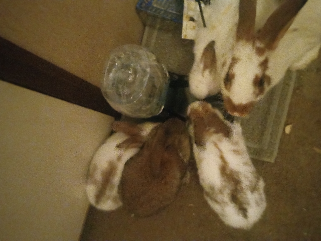 Rex – 4 female bunny for sales