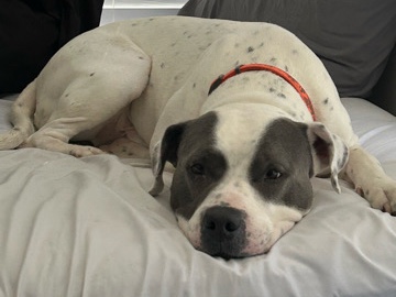 American Pit Bull Terrier – Purebred Blue Nose PitBull(SUPER NICE) – West Des Moines