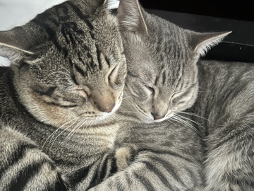 American Shorthair – Tigger and Piglet *bonded brothers* FREE – San Antonio