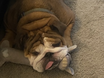 Bulldog – Cute cuddles and hugs – Hillsborough