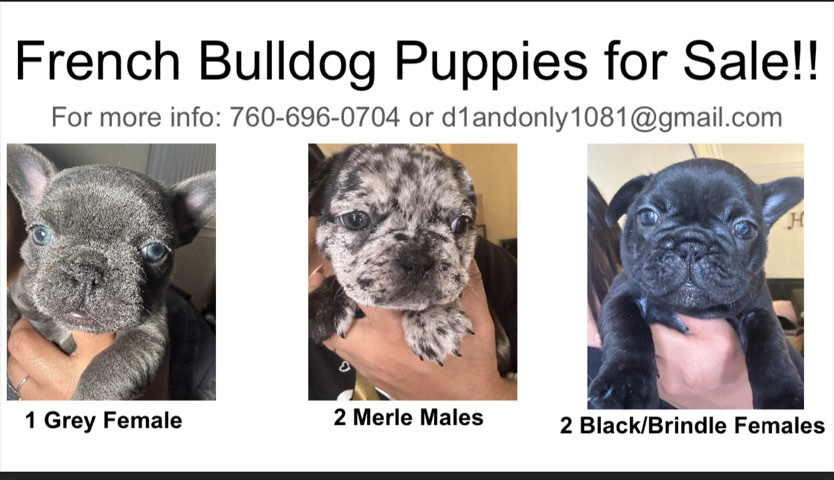 French Bulldog – French Bulldogs