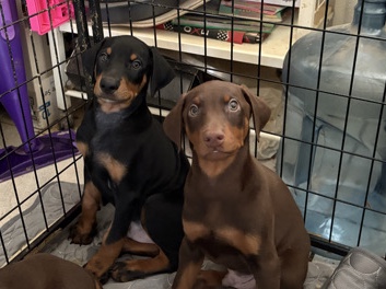 Doberman pincher puppy’s