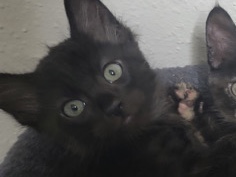 little kitty – Houston
