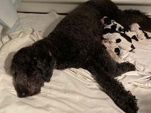 Doodle – DOUBLE DOODLE PUPPIES – Laurel Hill