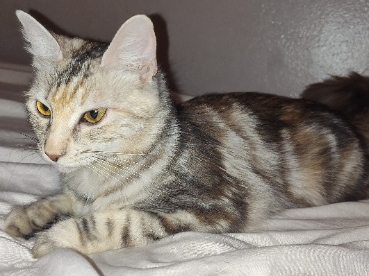 ((REHOME))Dilute Torbi Indoor Female 2yr Longhair  good with cats/dogs/people – Theodore