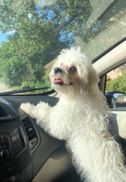 Maltese – maltipoo