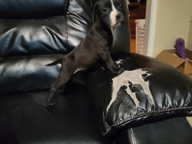 American Pit Bull Terrier – puppies looking for a good home come December