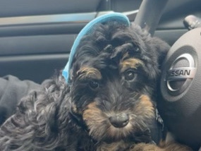 Poodle – acee the mini bernedoodle – Cambridge