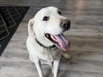 Labrador Retriever – Titan the Teddy – Mesa