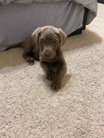 Labrador Retriever – labrador