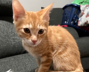 Found kitten