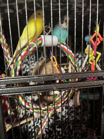 Budgerigar – parakeets