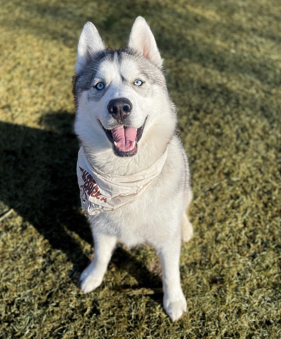 Siberian Husky – Husky needs a home
