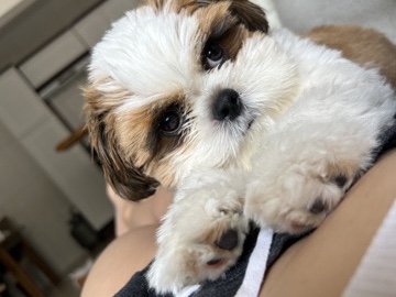 Shih Tzu – PROCURO LAR TEMPORÁRIO! – Lajeado