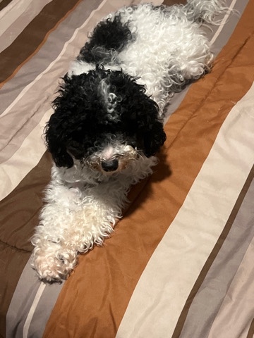 Poodle – Miniature poodle