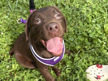 Labrador Retriever – Rehoming Puppy for Purchase! – Athens