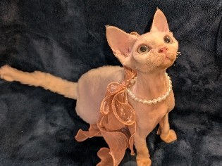 Devon Rex – Purebred Devon Rex – White Female – Spayed & Vaccinated – McKinney