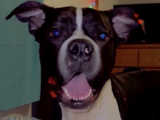 Cane Corso – Cane corso/Pit bull – Warren