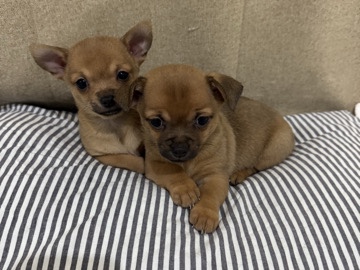 Chihuahua - chihuahua available for adoption in Dubai