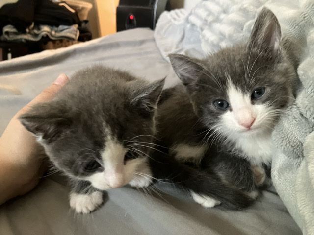 TWO TWIN KITTENS – Modesto