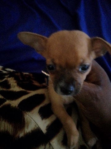 Chihuahua – Apple Head Chihuahua