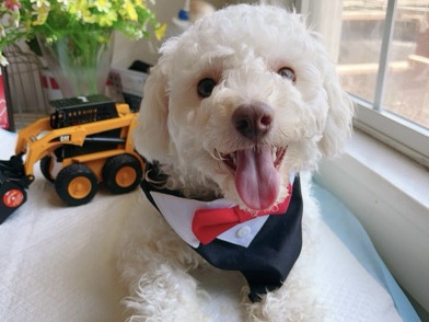 Poodle – 🐾 Meet Shiro – A Loving and Loyal Companion Looking for a Forever Home 🐾 – Pleasanton