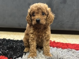 All - toy poodle  available for adoption in Dubai