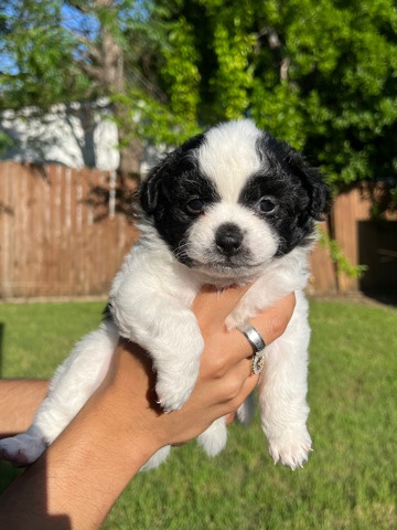 Shih Tzu – Shih Tzu / Border Collie puppies