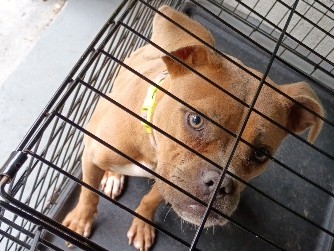 Boxer – Boxer Puppy – Sanford