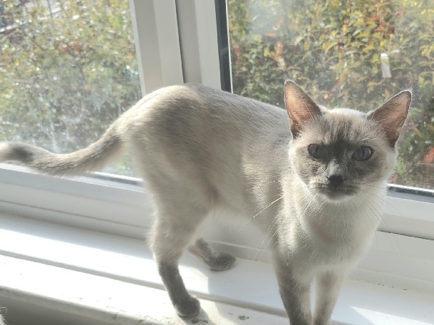Ragdoll – British shorthairX Ragdoll – Worcestershire
