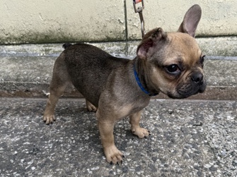 French Bulldog – frenchi – Lansdowne