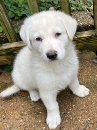 German Shepherd – 2 White German Shepherd Puppies for Sale