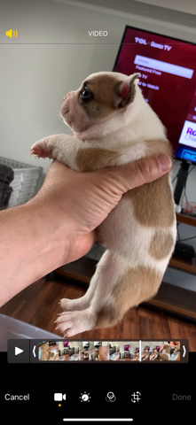 Frenchtion puppies